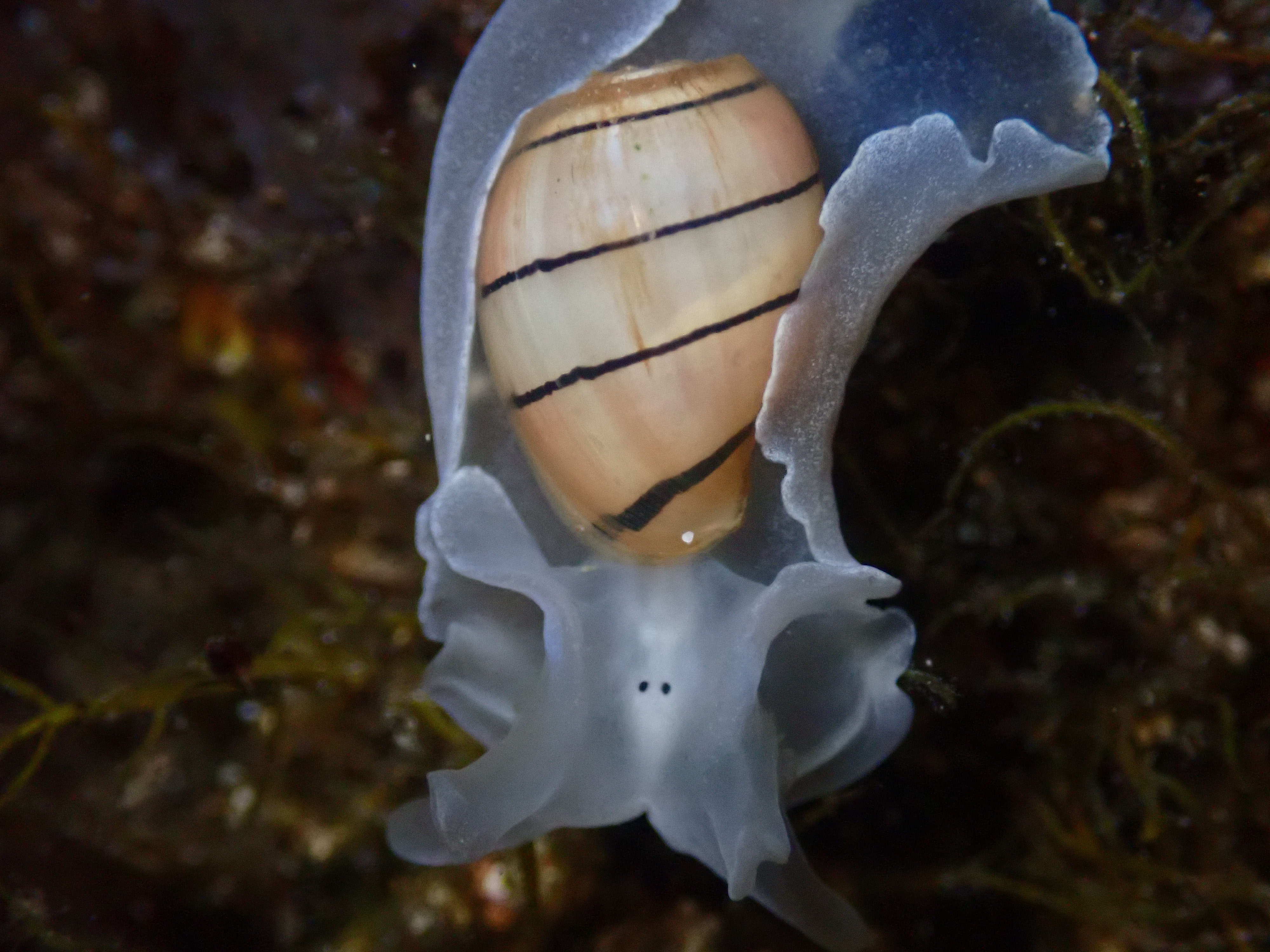 The Animals That Live In Shells – The Tide Is Out
