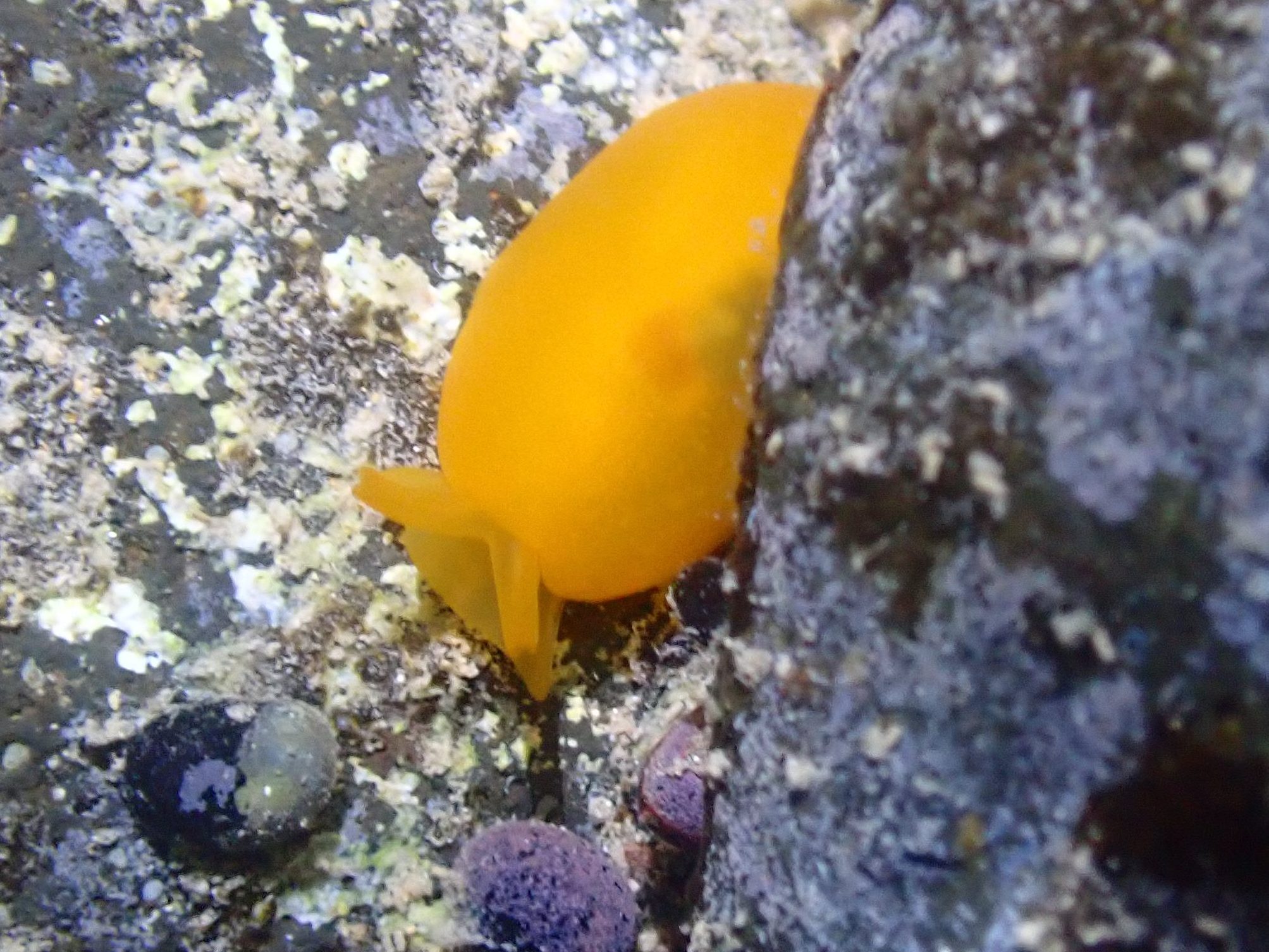 tide pooling in hawaii, Tide pooling, low tide, tide pooling logs, hawaii, orange gumdrop