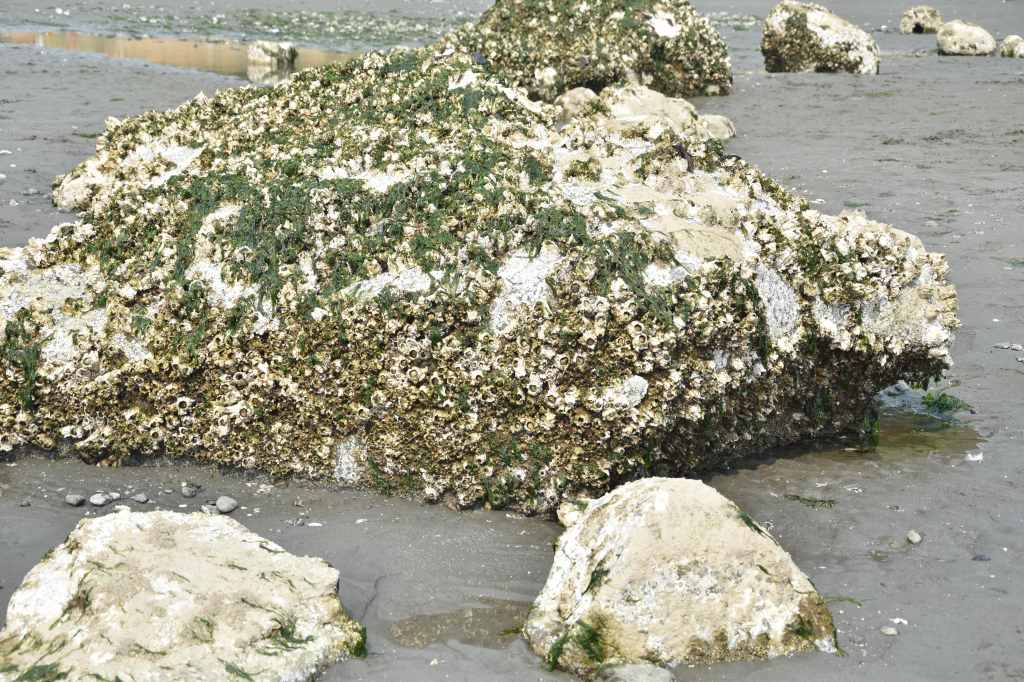 microhabitats, intertidal, tide pooling, avid tide pooling, flora and fauna in the intertidal, rock, mudflat