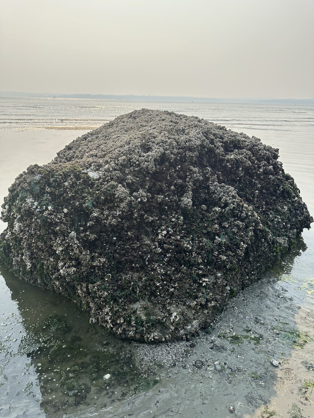 Microhabitats: Inconsistencies in the&nbsp;Intertidal