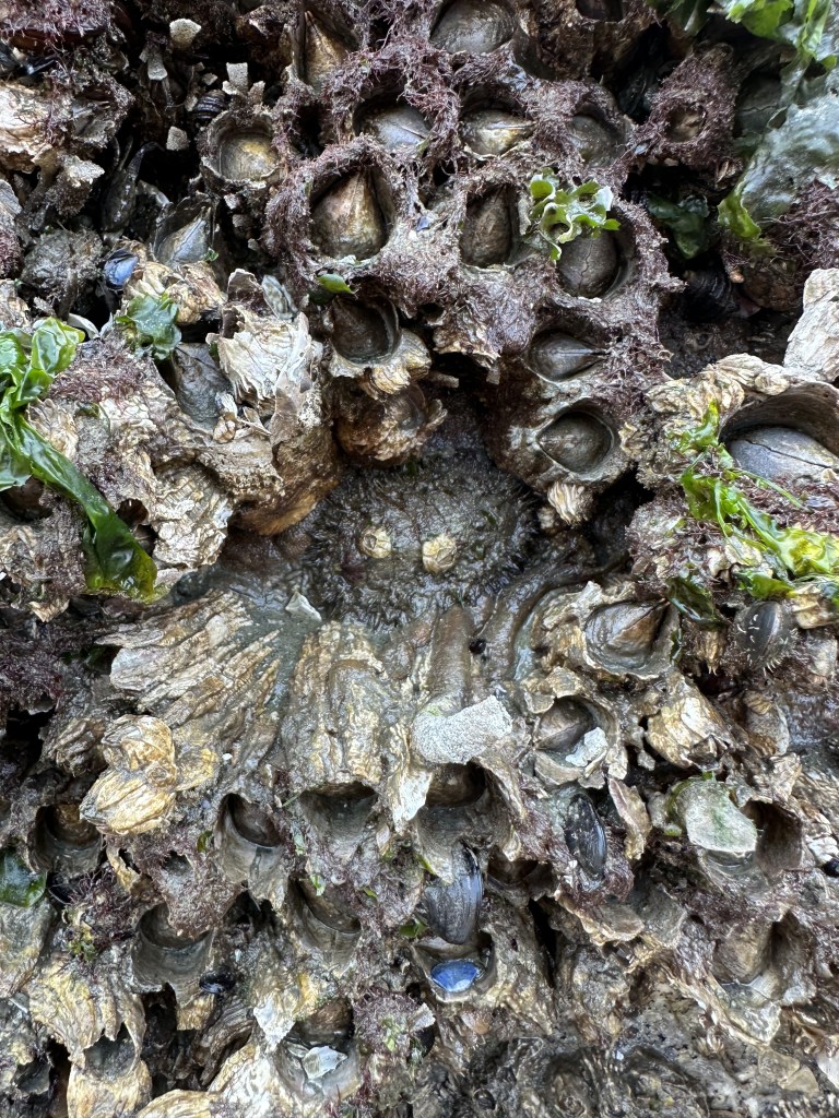 microhabitats, intertidal, tide pooling, avid tide pooling, flora and fauna in the intertidal, mossy chiton, mudflat