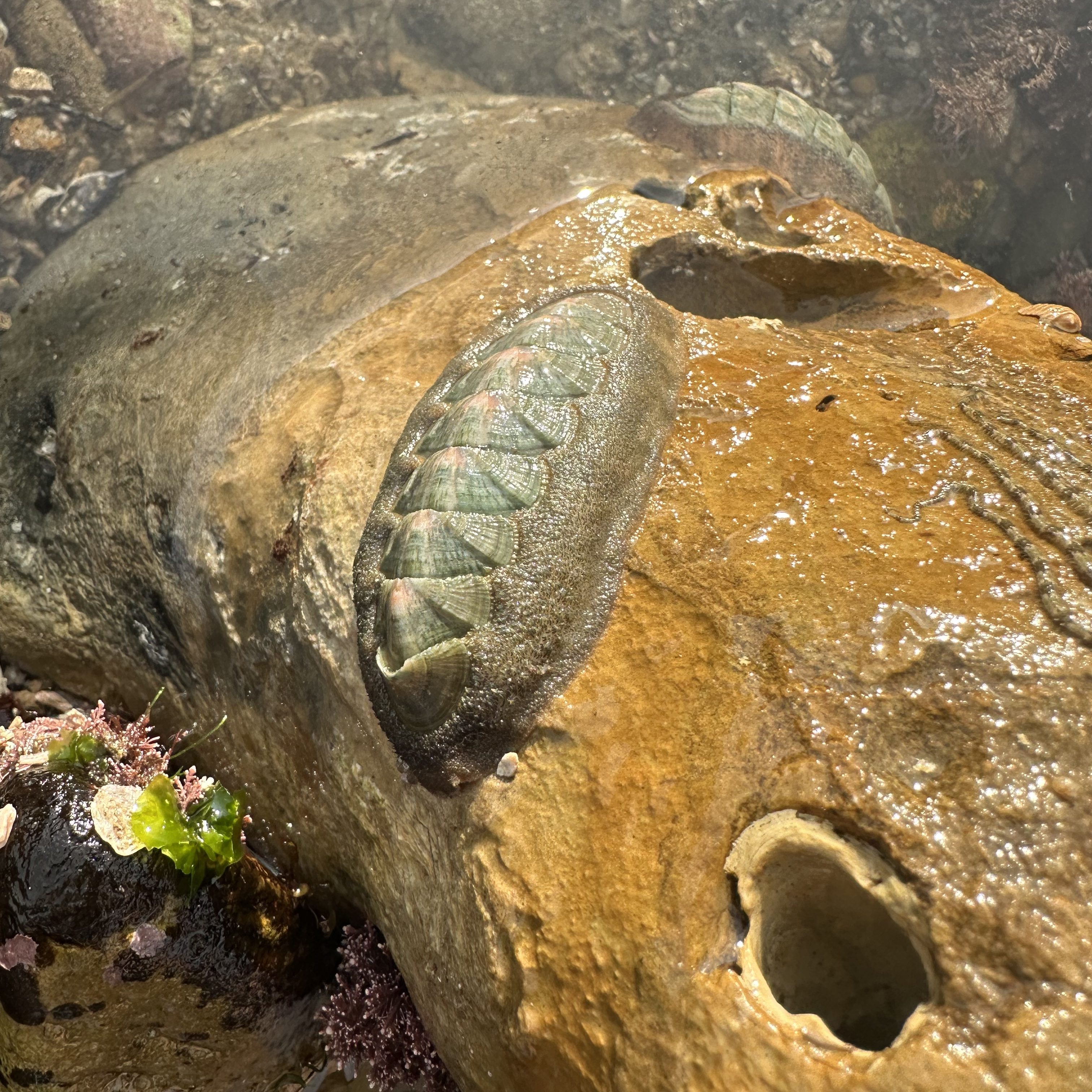 chiton, king tides, intertidal invertebrates, mollusk, conspicuous chiton, lowest tides 