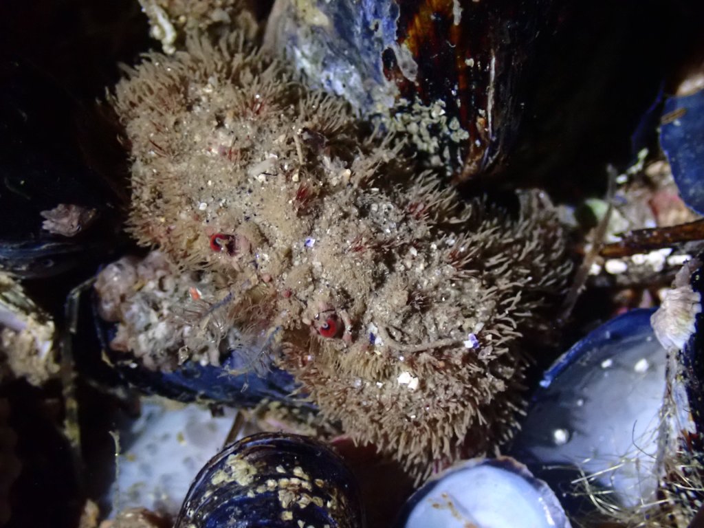 Tide Pooling Log: Corona Del Mar,&nbsp;December