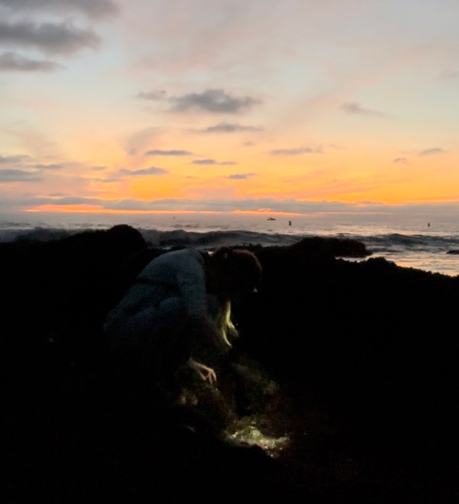 night tide pooling, southern California tide pooling, intertidal life, invertebrates,