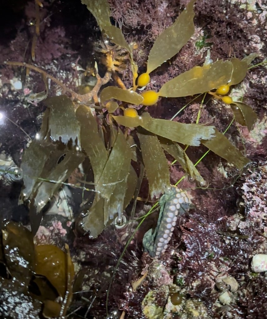 night tide pooling, southern California tide pooling, intertidal life, invertebrates, octopus