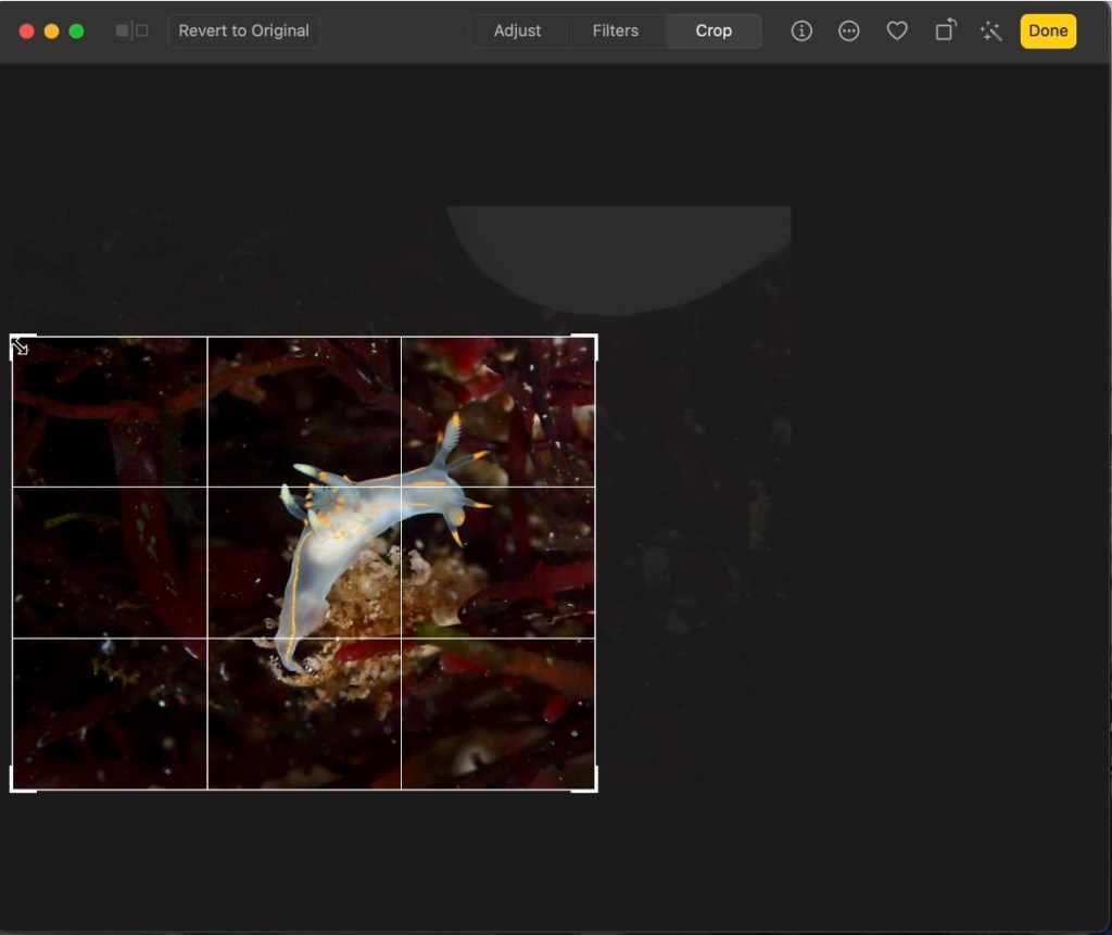 intertidal photography, macro photography, blackwater photographer, nudibranchs, nudibranchs in the tide pools, how to edit photos