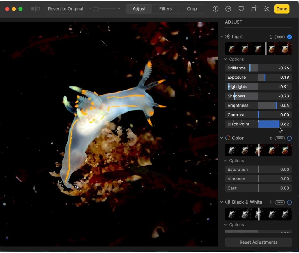 intertidal photography, macro photography, blackwater photographer, nudibranchs, nudibranchs in the tide pools, how to edit photos