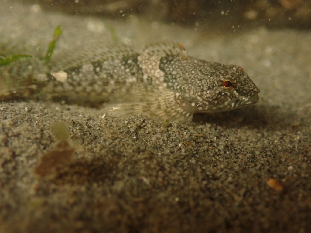 microhabitats, intertidal, tide pooling, avid tide pooling, flora and fauna in the intertidal, rock, mudflat, tide pool sculpin