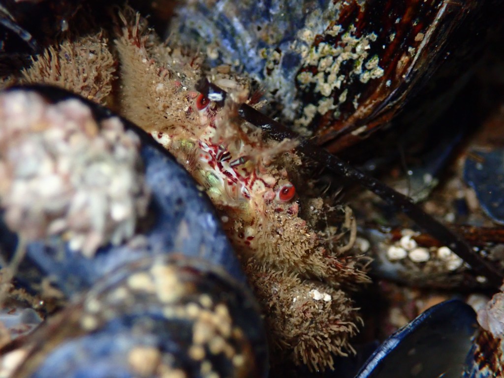 Retiring harry crab, night tide pooling, southern California tide pooling, intertidal life, invertebrates, crabs 