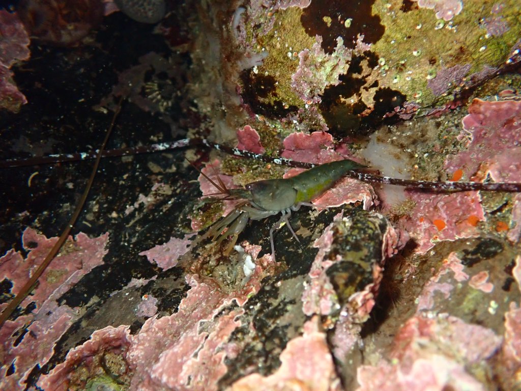 night tide pooling, southern California tide pooling, intertidal life, invertebrates, shrimp, 