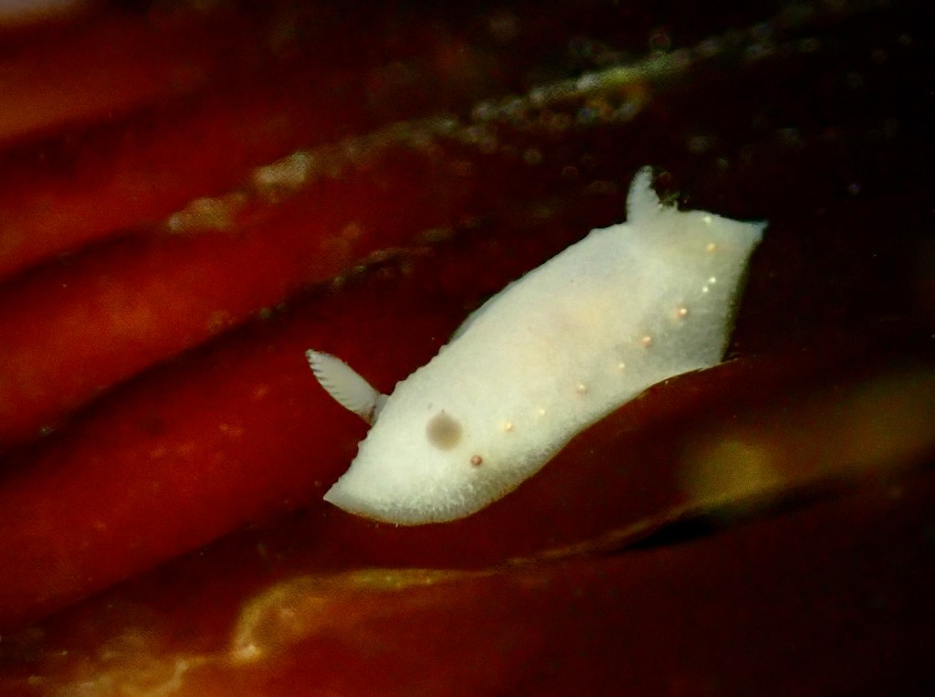 dark spot cadlina, nudibranchs, night tide pooling, southern California tide pooling, intertidal life, invertebrates, 