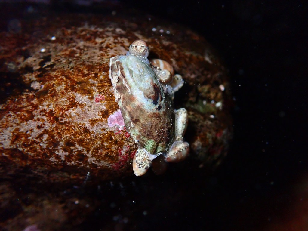 California Marginella
Volvarina taeniolata, intertidal life, invertebrates, tide pooling, tide pooling at night