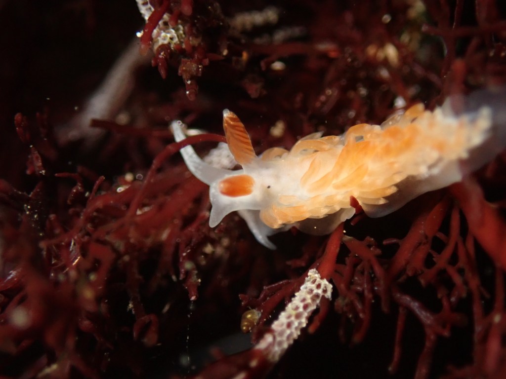 olive's aeolid, nudibranchs, night tide pooling, southern California tide pooling, intertidal life, invertebrates, 