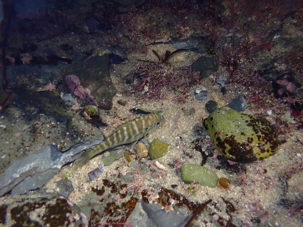 Zebra-perch Sea Chub, fish, tide pooling fish, intertidal life, night tide pooling, southern california