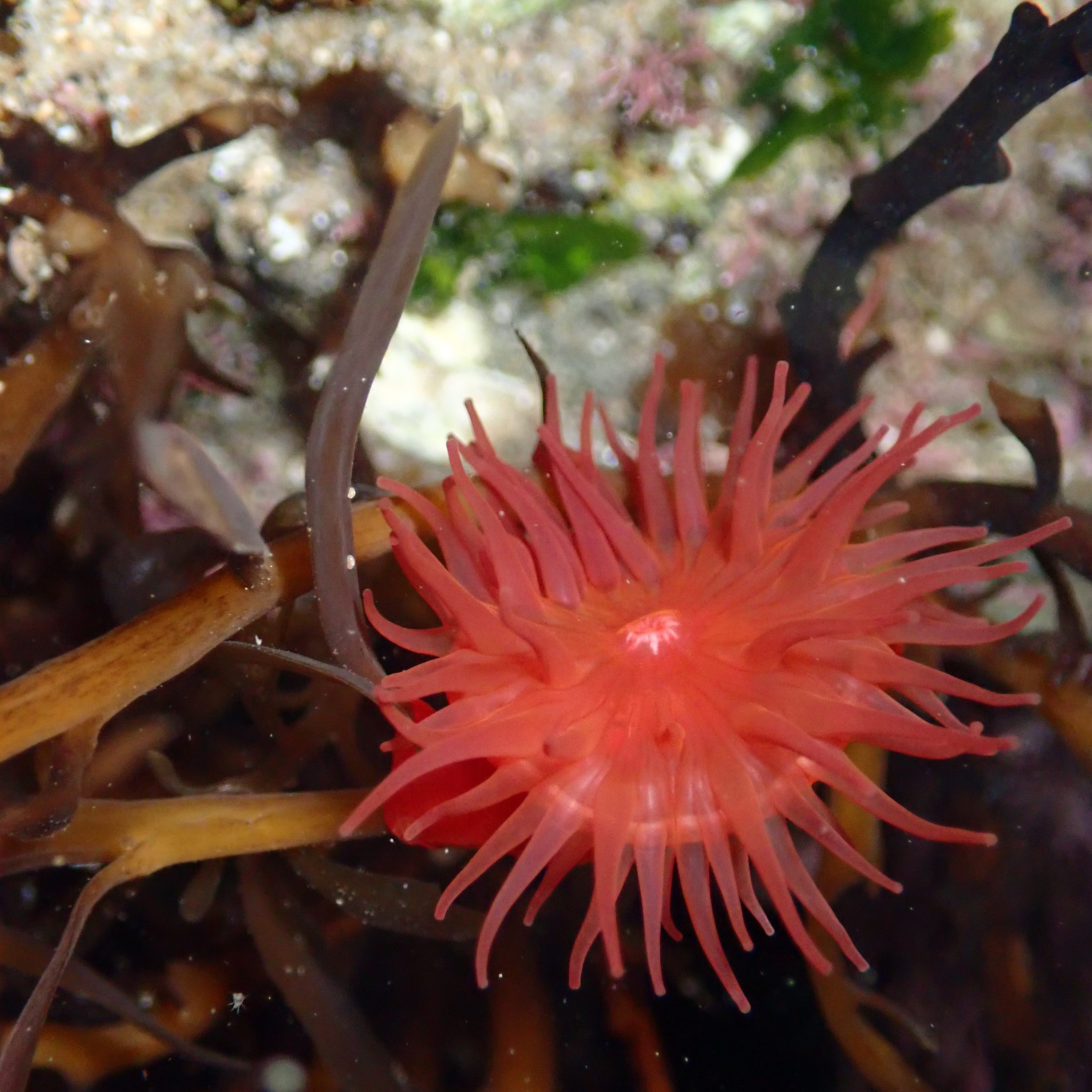 night tide pooling, southern California tide pooling, intertidal life, invertebrates, brooding anemone