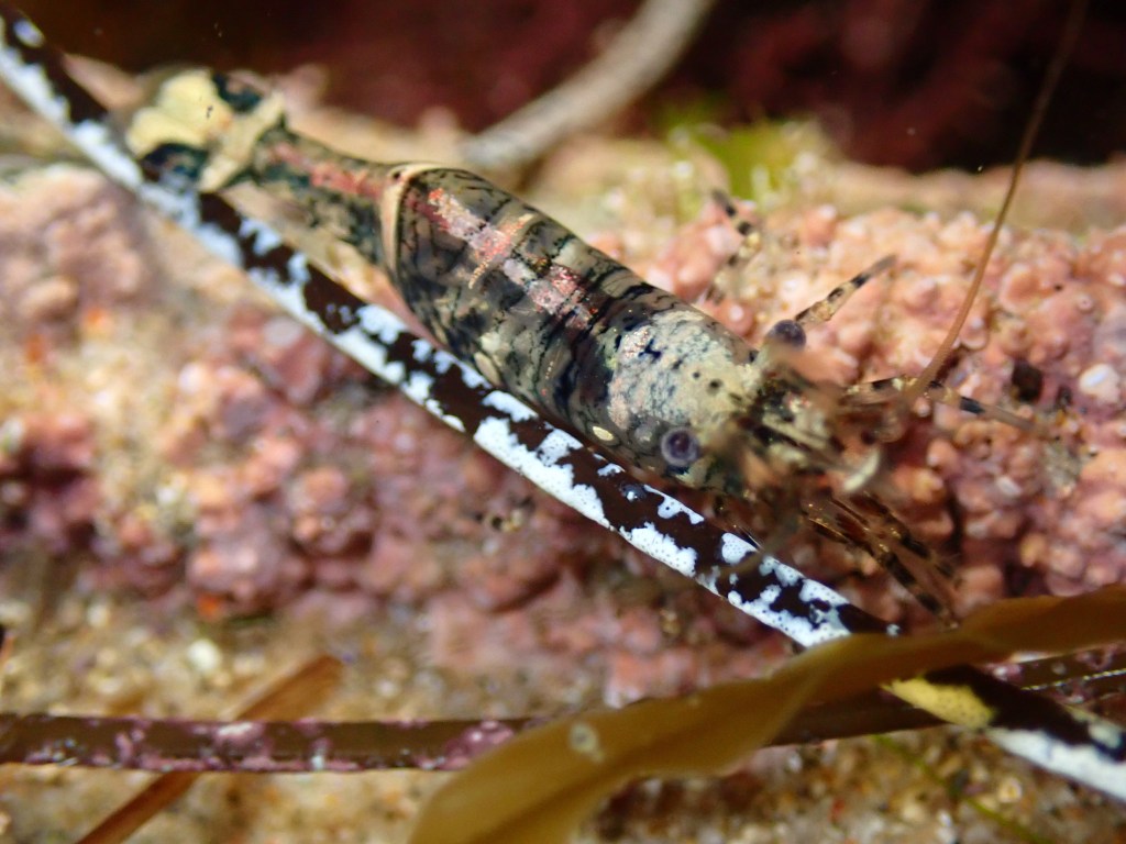 night tide pooling, southern California tide pooling, intertidal life, invertebrates, shrimp, red banded transparent shrimp