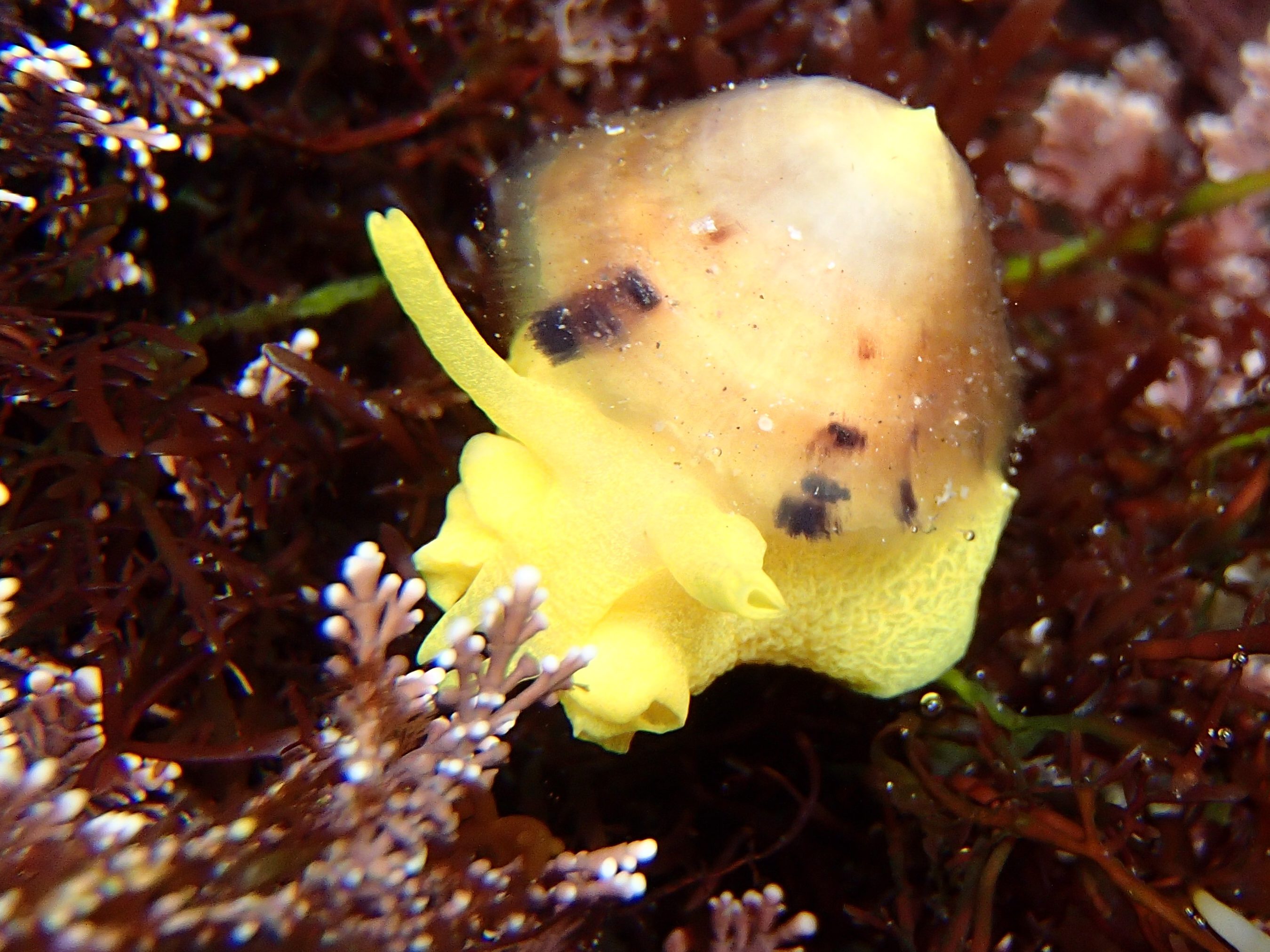 Yellow umbrella slug, cold water bias, California tide pools, tide pooling, cold water, pacific ocean