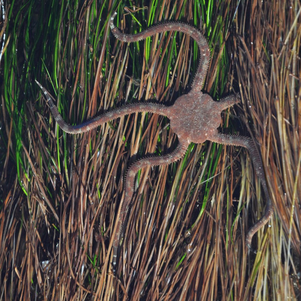 What are Echinoderms?