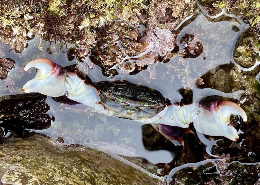 Striped Shore crab, tide pooling in socal, tide pools, intertidal crabs, marine life, crustaceans