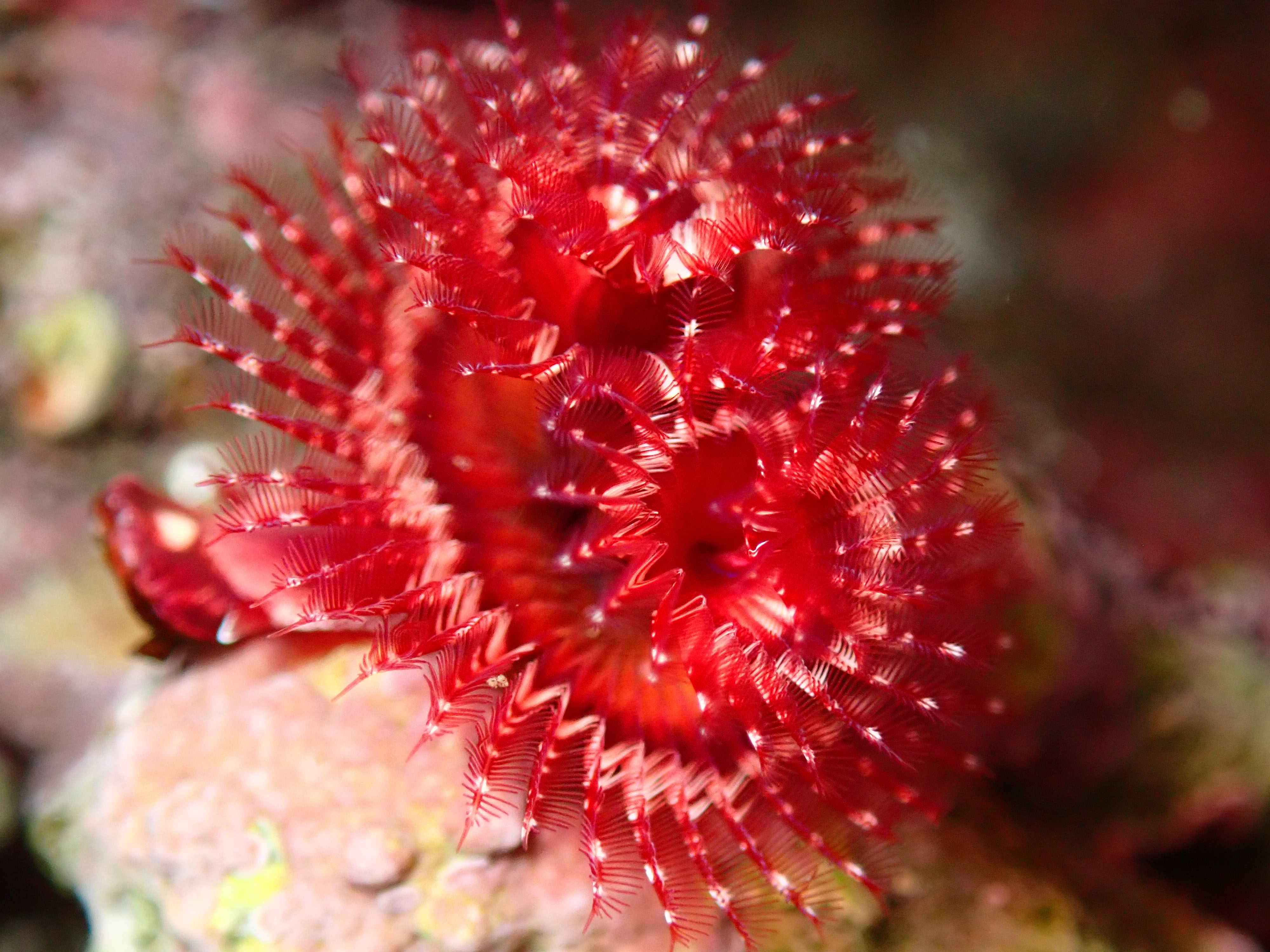 Christmas tree worm, cold water bias, brightly colored, tide pooling, california tide pooling