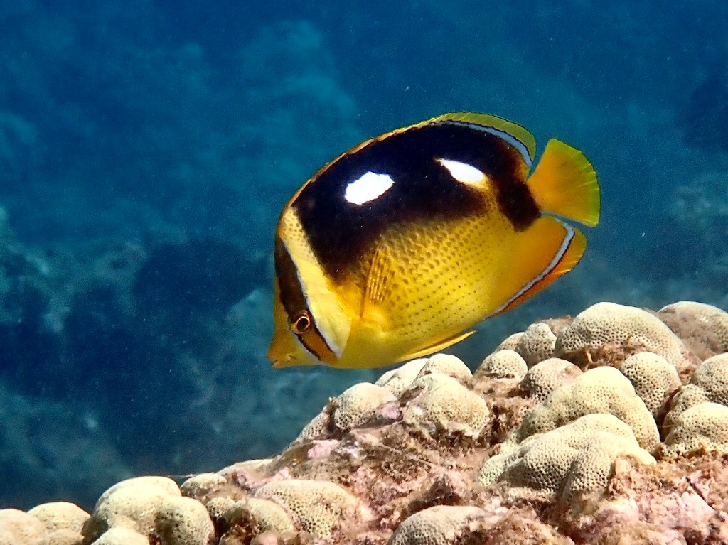 Four spot butterfly fish, cold water bias, hawaii, snorkel Hawaii, reef, butterfly fish