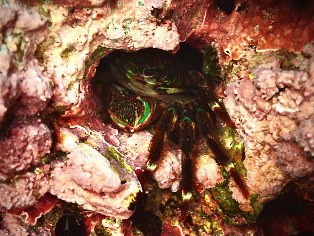 Striped Shore crab, tide pooling in socal, tide pools, intertidal crabs, marine life, crustaceans