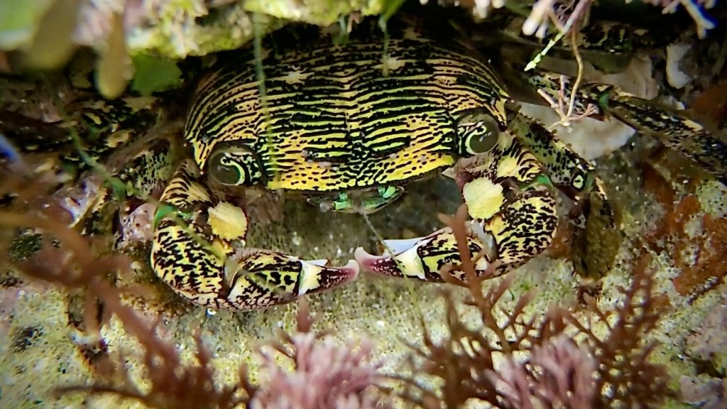 Striped Shore Crab: The Tide Pool Clean Up&nbsp;Crew