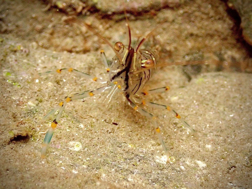 Rockpool prawn, shrimp, crustacean, limpet, patella, tide pooling, intertidal in the Mediterranean, tide pooling in Italy