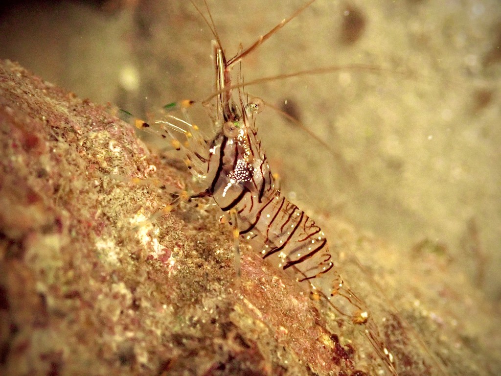 Rockpool prawn, shrimp, crustacean, limpet, patella, tide pooling, intertidal in the Mediterranean, tide pooling in Italy