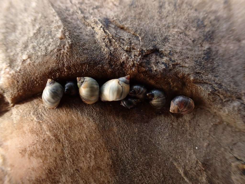 Small periwinkle, limpet, patella, tide pooling, intertidal in the Mediterranean, tide pooling in Italy