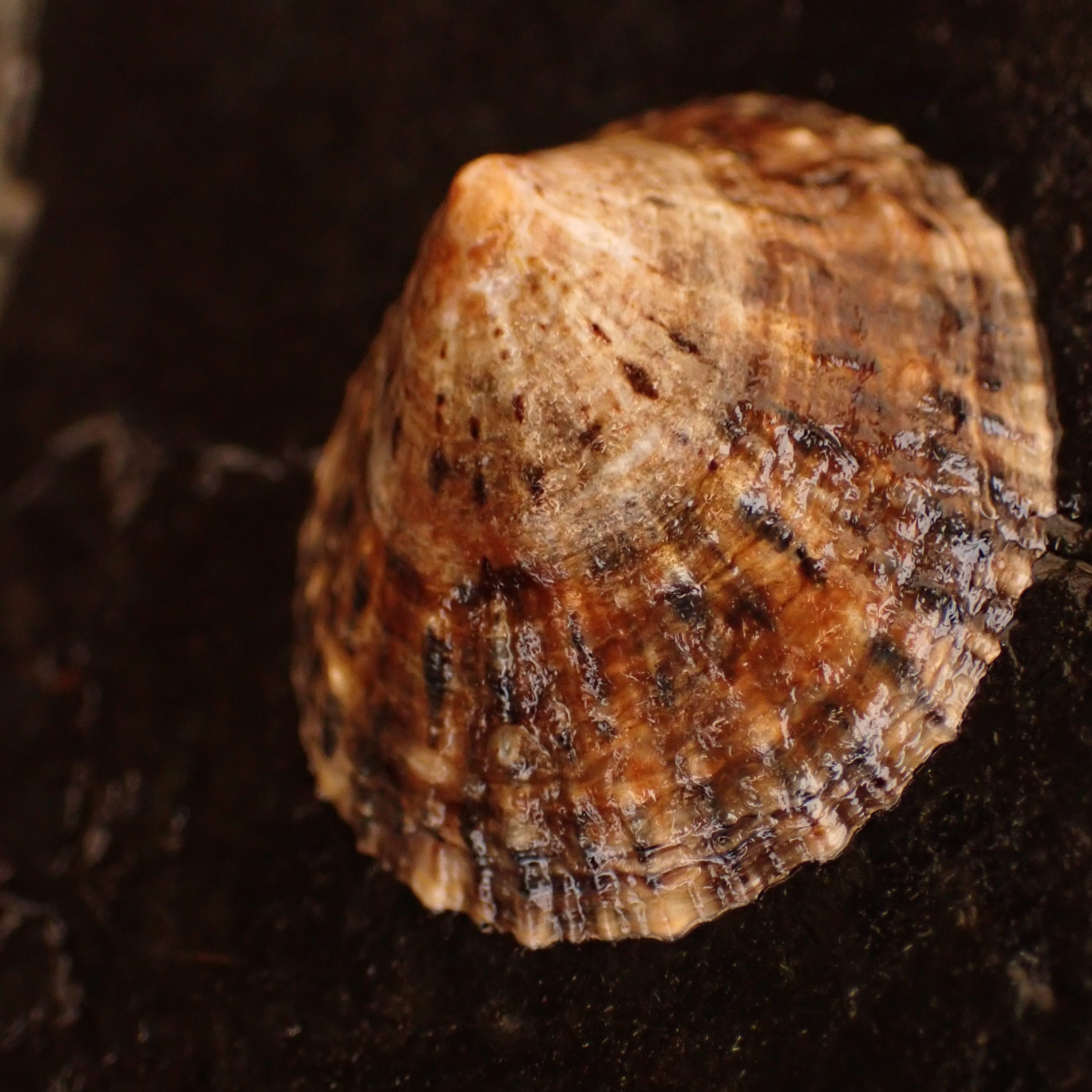 limpet, patella, tide pooling, intertidal in the Mediterranean, tide pooling in Italy, Mediterranean Limpet