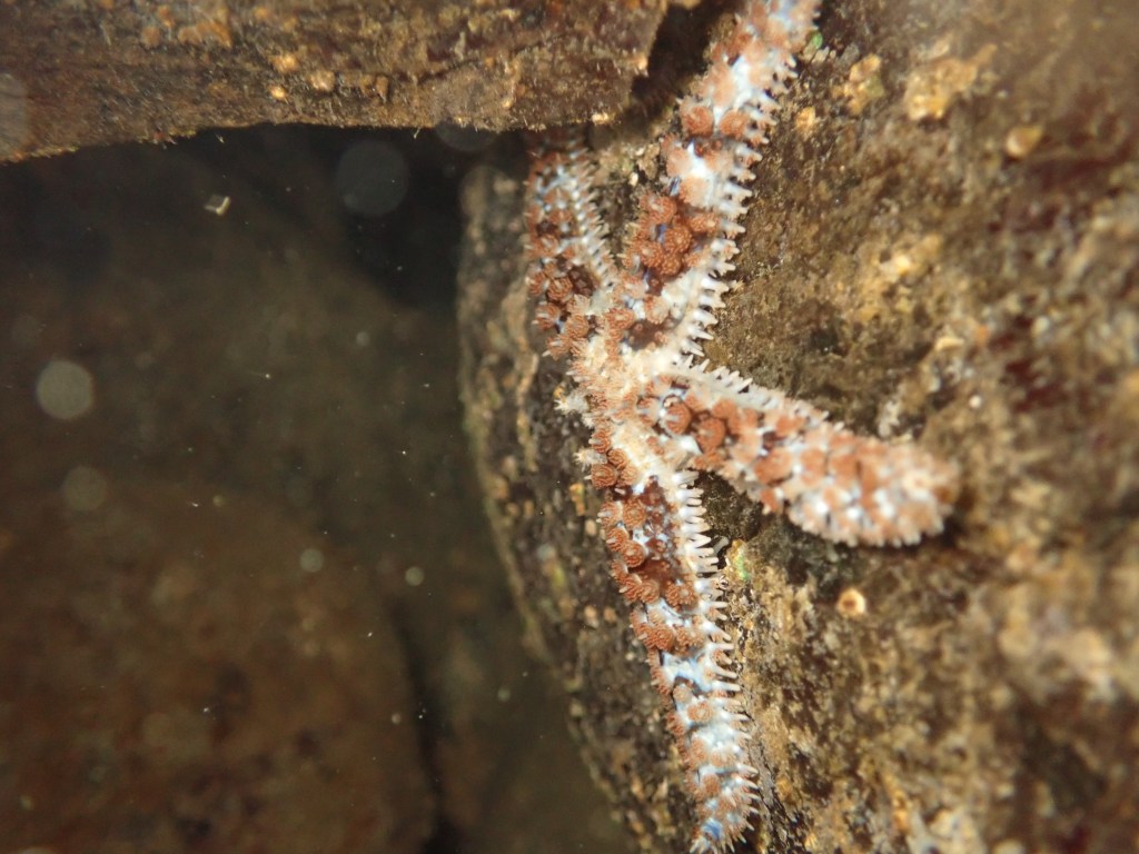 white sea star, tide pooling, intertidal in the Mediterranean, tide pooling in Italy,