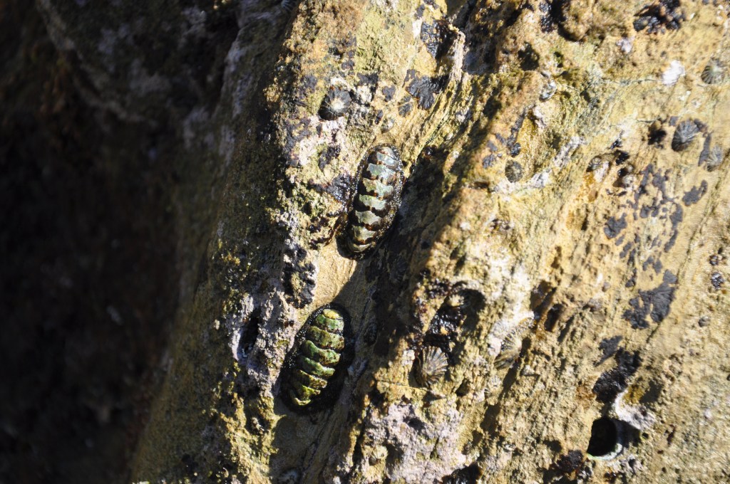 animals that look like rocks, chitons, tide pooling, intertidal life
