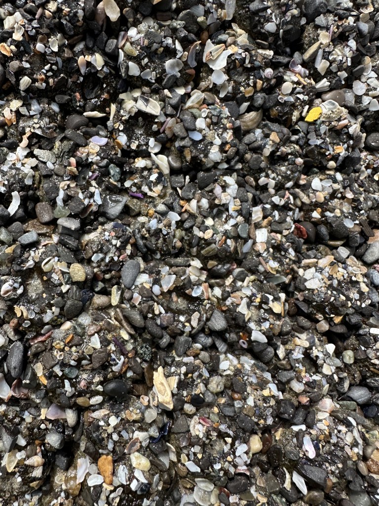 animals that look like rocks, anemones, goose neck barnacles, tide pooling, intertidal life