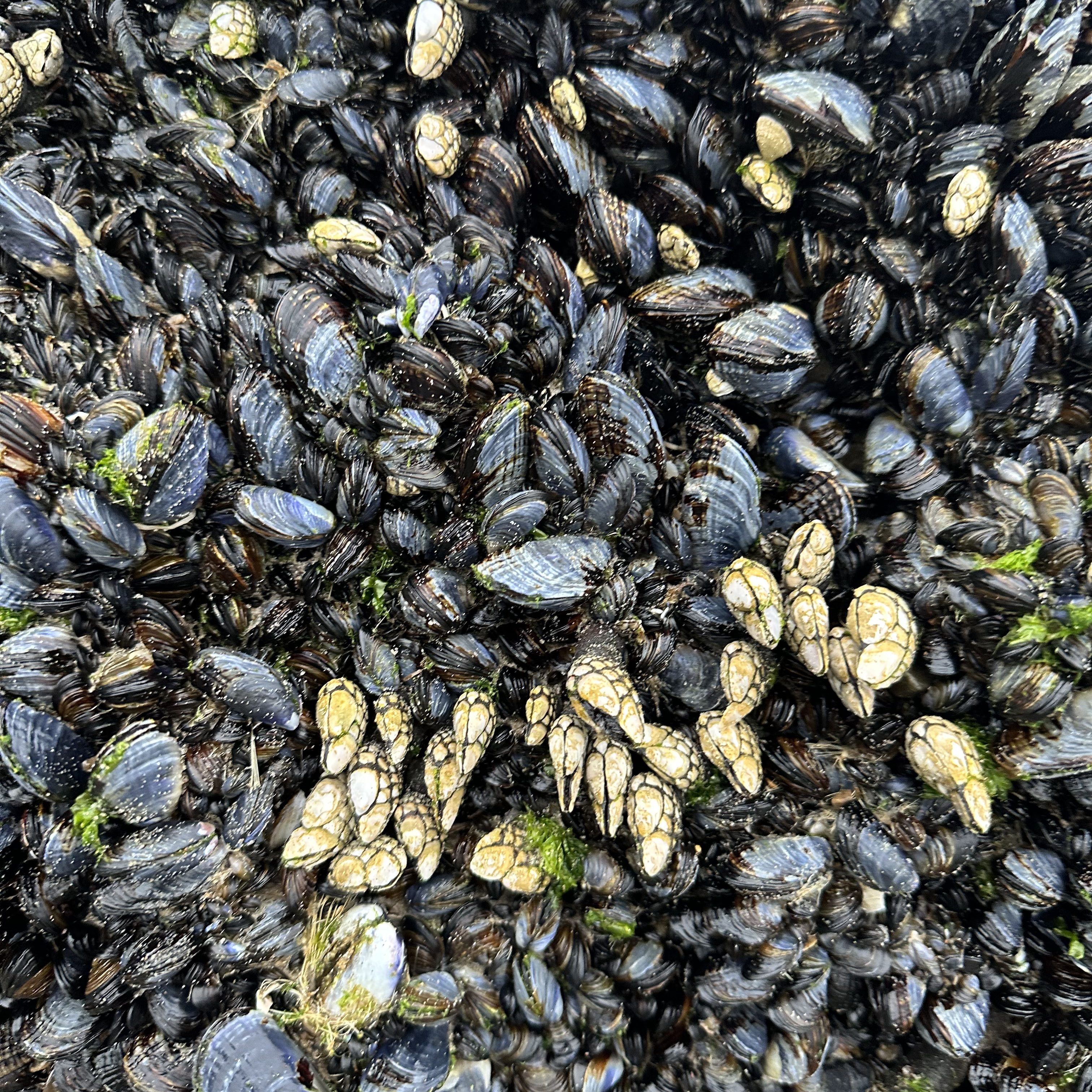 animals that look like rocks, mussels, barnacles, goose neck barnacles, tide pooling, intertidal life