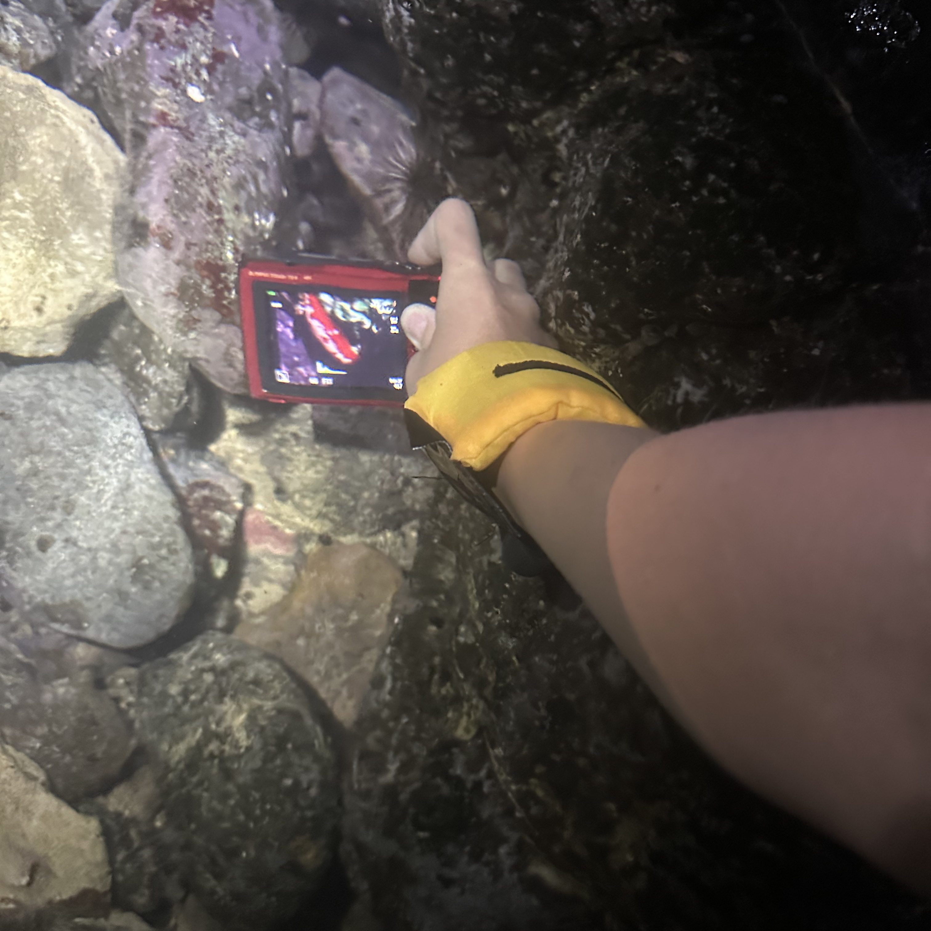 Photos at the tide pools, Tide pooling in Hawaii, tide pooling at night, intertidal life, hawaii marine life,