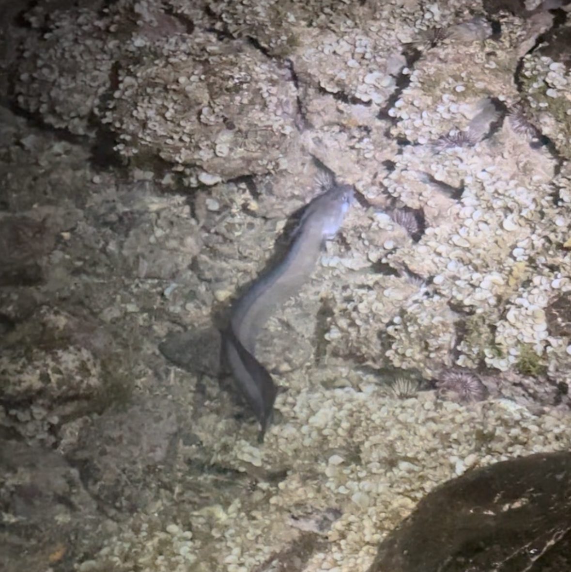 tide pooling in hawaii, Tide pooling, low tide, tide pooling logs, hawaii, conger eel