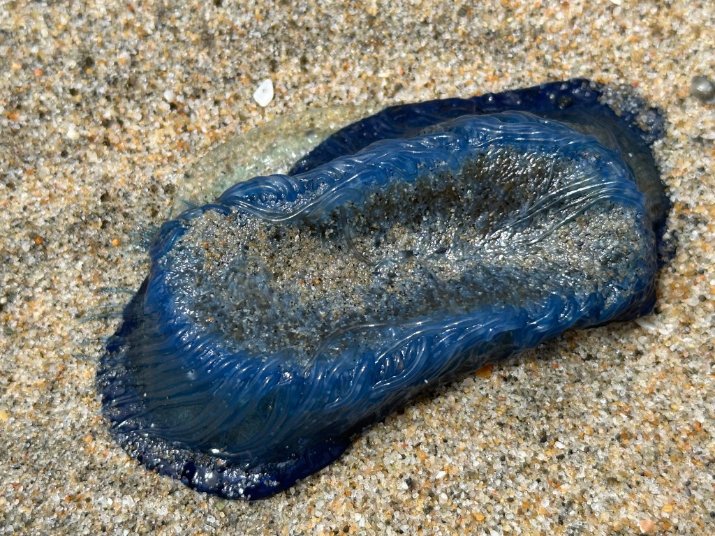 by the wind sailor, velella, velella, intertidal photography, blue things on the beach, southern California beaches, tentacles