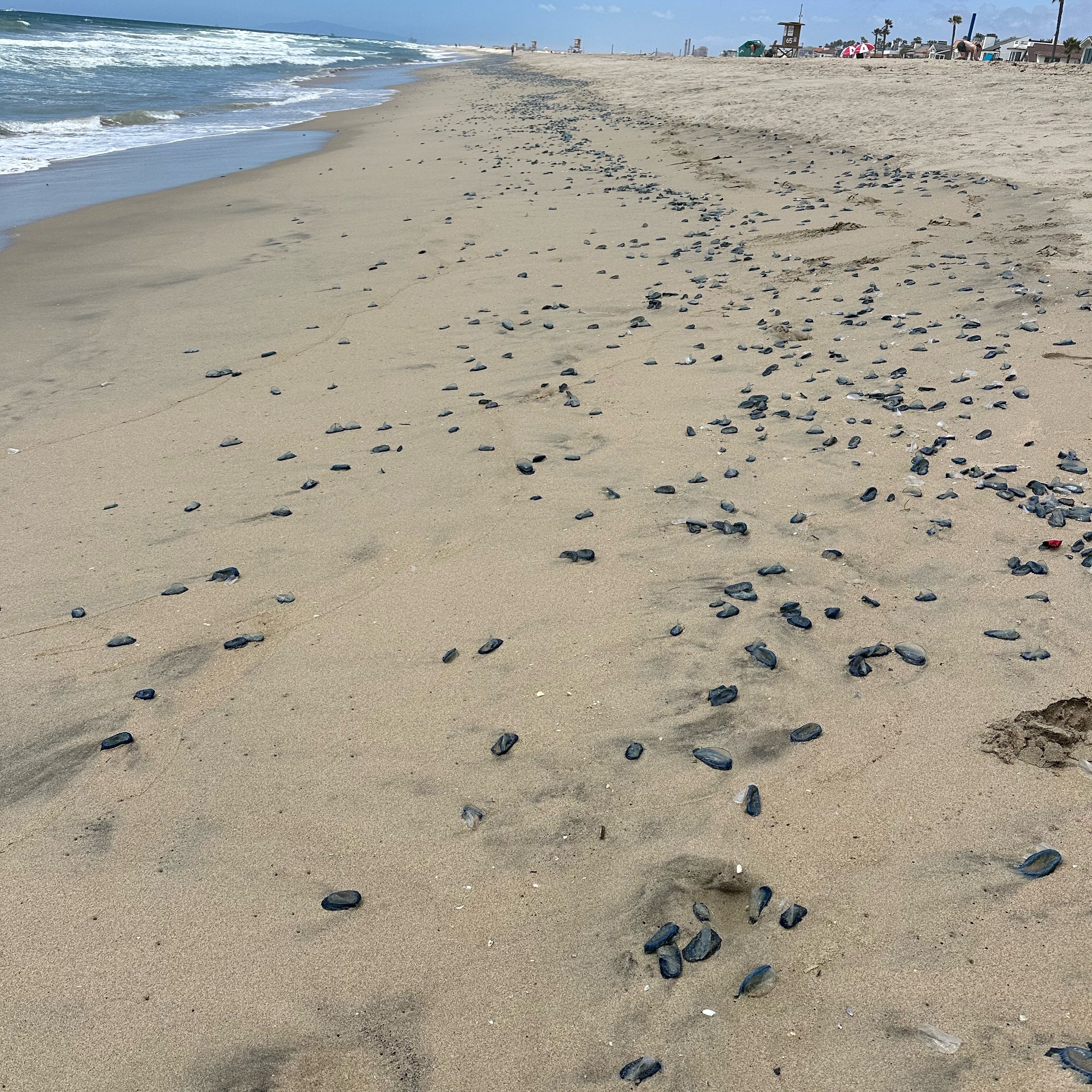 by the wind sailor, velella, velella, intertidal photography, blue things on the beach, southern California beaches, mass stranding