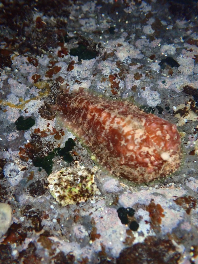 warty sea cat, Tide pooling in Hawaii, tide pooling at night, intertidal life, hawaii marine life,