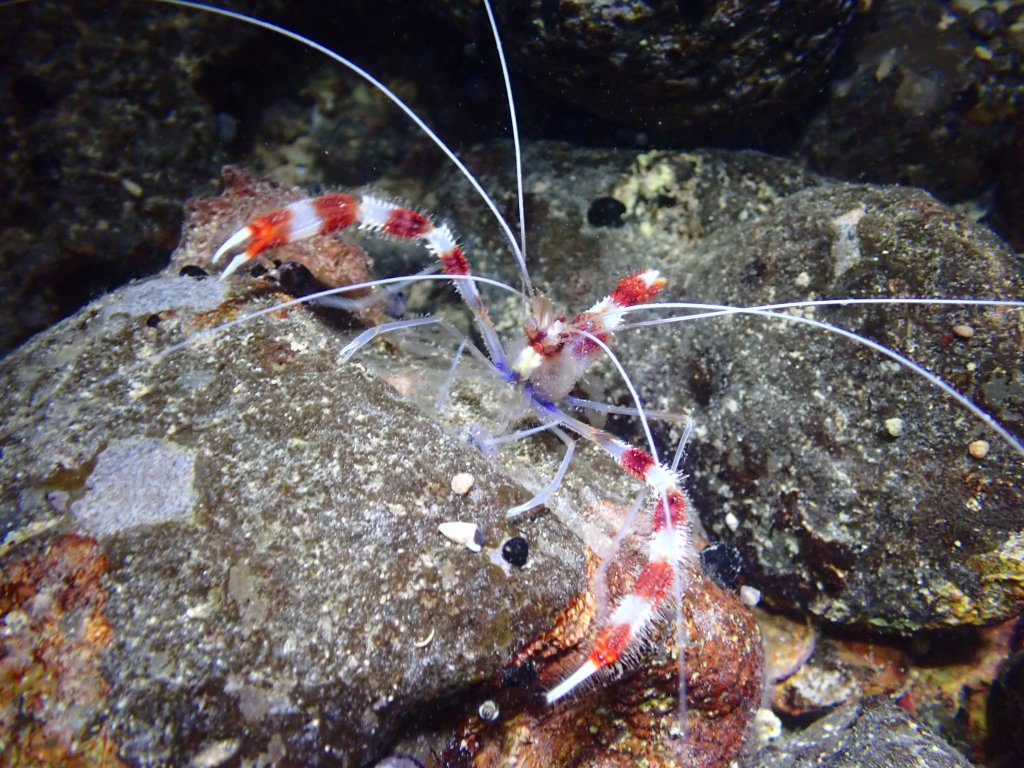 coral banded shrimp, Tide pooling in Hawaii, tide pooling at night, intertidal life, hawaii marine life,