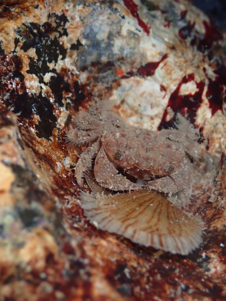 round crabs, Tide pooling in Hawaii, tide pooling at night, intertidal life, hawaii marine life,