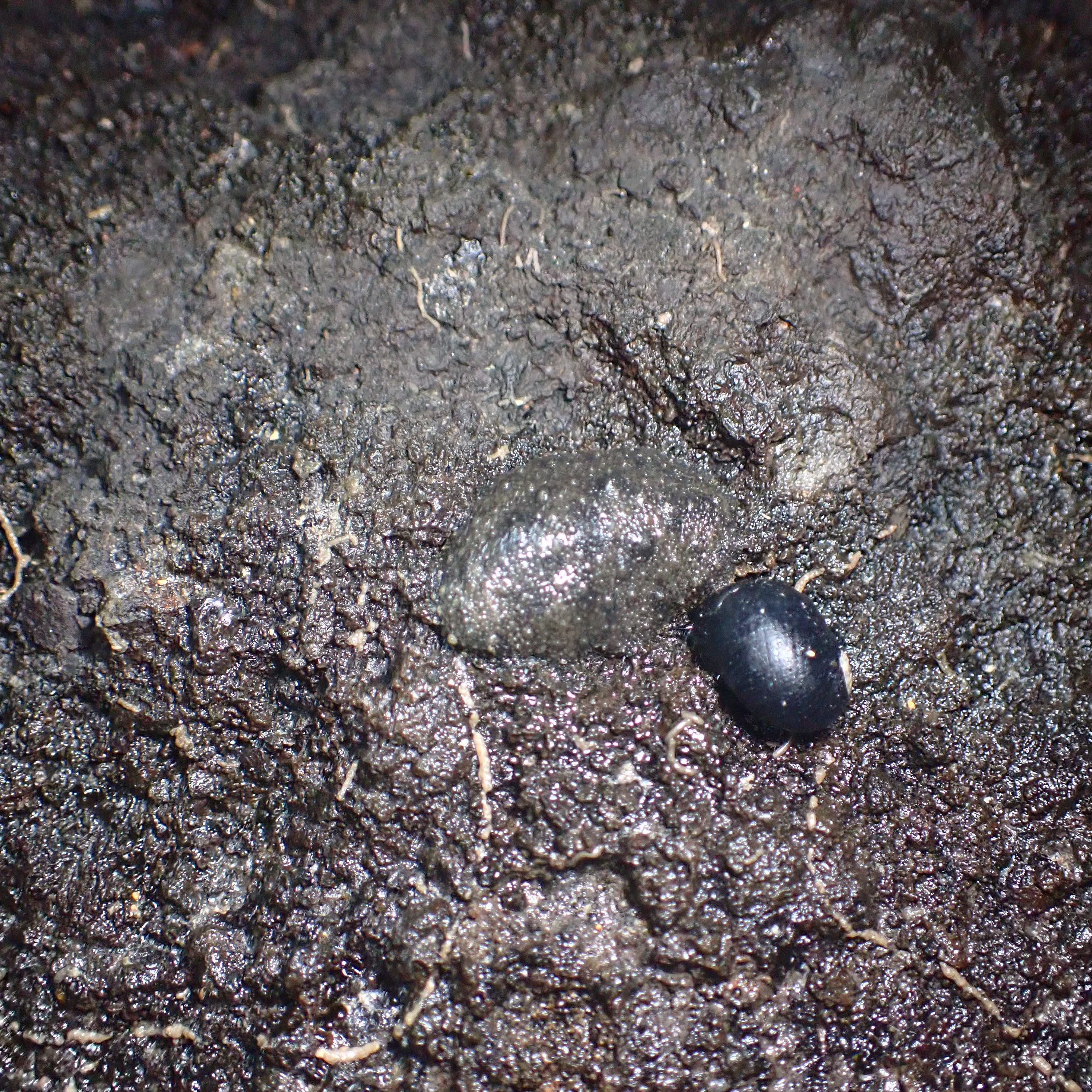 hawaiian warty slug, Tide pooling in Hawaii, tide pooling at night, intertidal life, hawaii marine life,