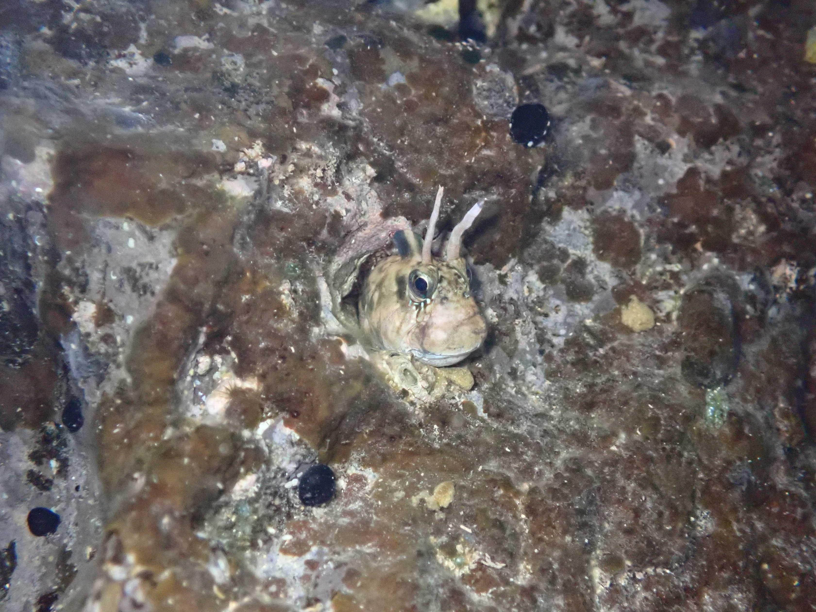 zebra blenny Tide pooling in Hawaii, tide pooling at night, intertidal life, hawaii marine life,