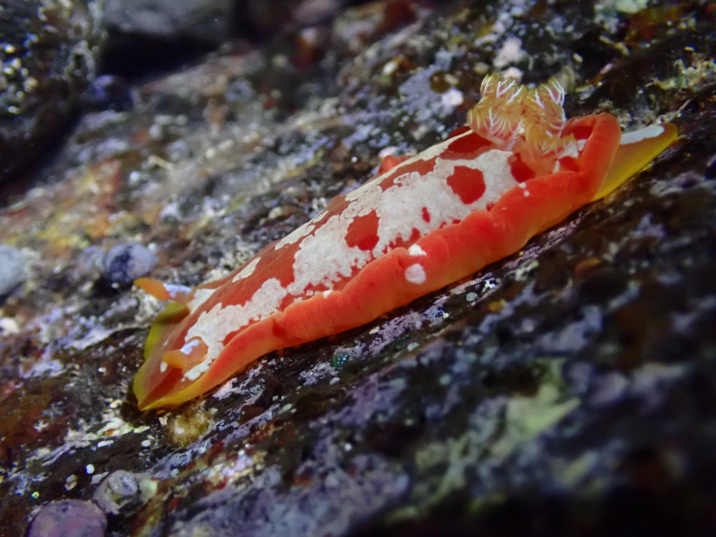 Spanish dancer, Tide pooling in Hawaii, tide pooling at night, intertidal life, hawaii marine life,