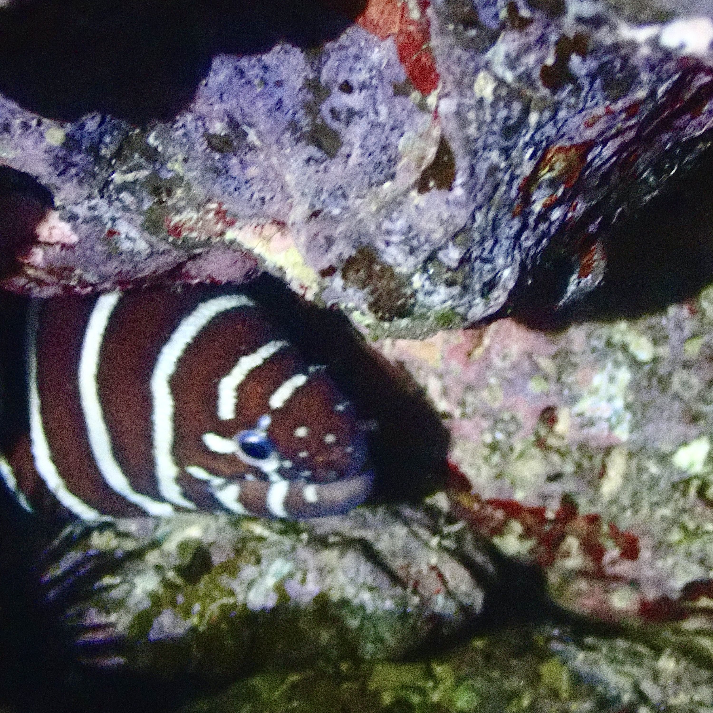  Zebra moray, young eel, eels in the intertidal, moray eels in Hawaii, eels in the tide pools, night tide pooling