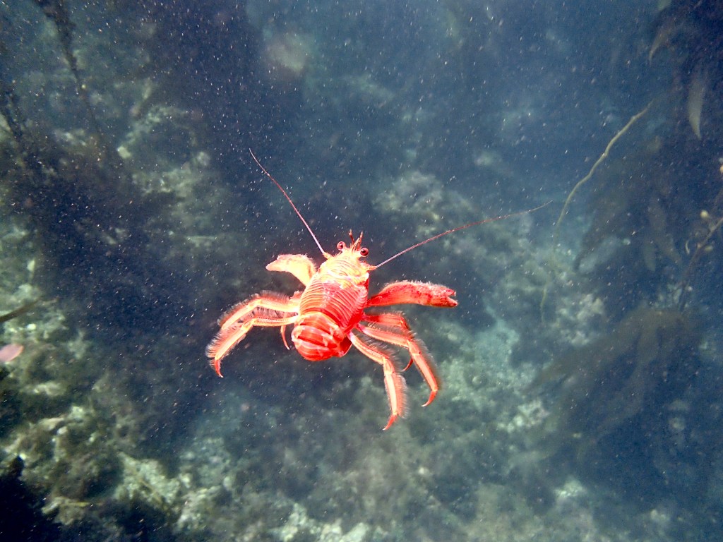 Feeling Crabby? Tuna Crab Swarms and Mass Stranding&nbsp;Events