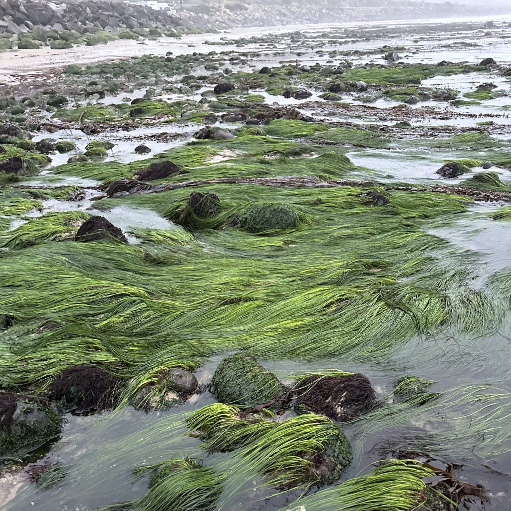 surf grass, Tide pooling; tide pooling at dawn, ventura county, marine life, invertebrates, invertebrates marine life, what will I see tide pooling?