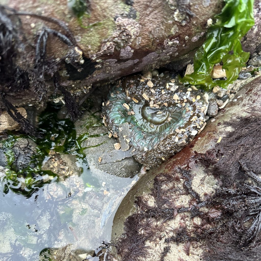 anemone, Tide pooling; tide pooling at dawn, ventura county, marine life, invertebrates, invertebrates marine life, what will I see tide pooling?