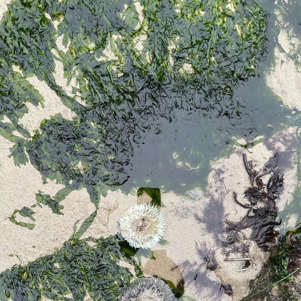 sea lettuce, Tide pooling; tide pooling at dawn, ventura county, marine life, invertebrates, invertebrates marine life, what will I see tide pooling?